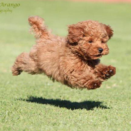 mini red toy poodle