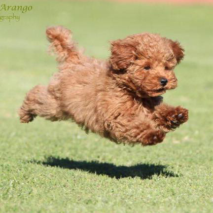 apricot toy poodle for sale