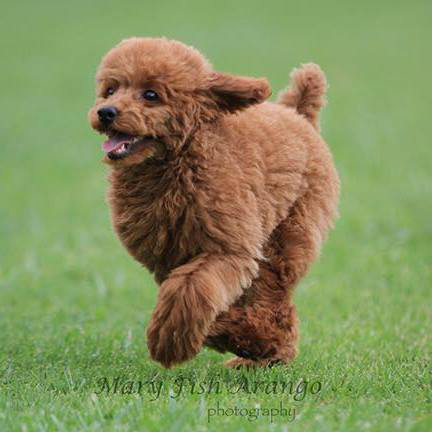 red mini poodle breeders