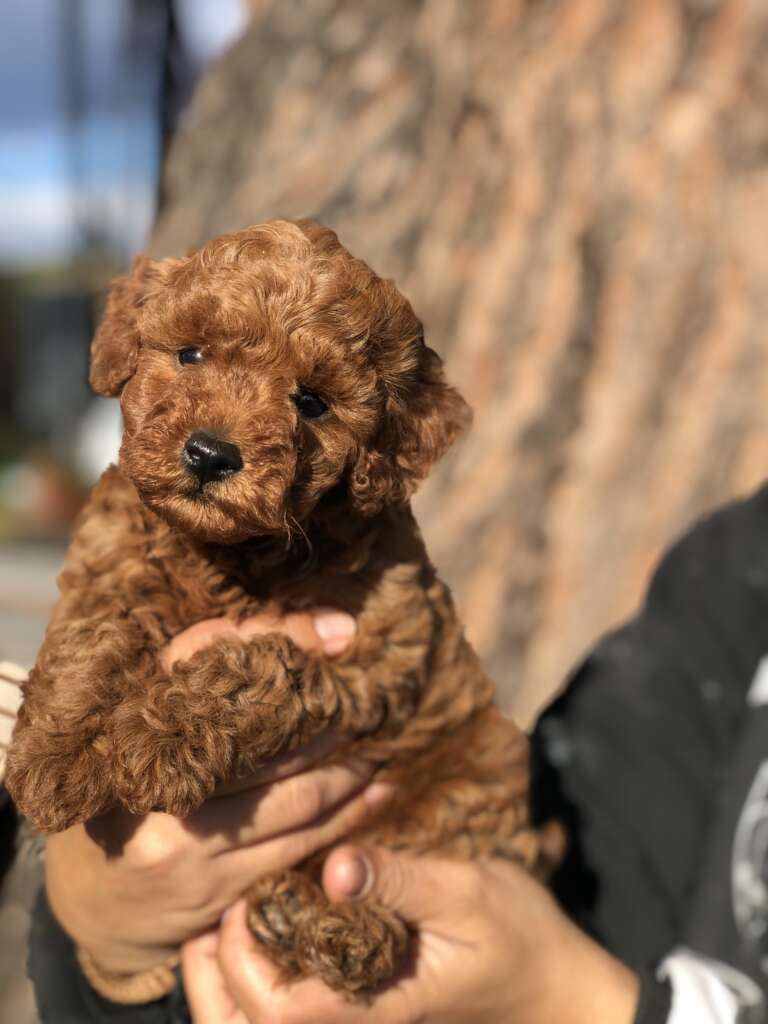 toy poodle puppies brown