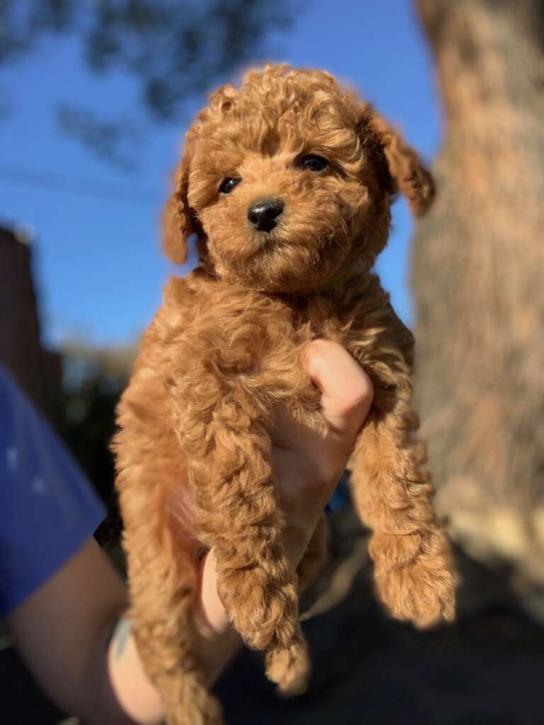 Ginger sales teacup poodle