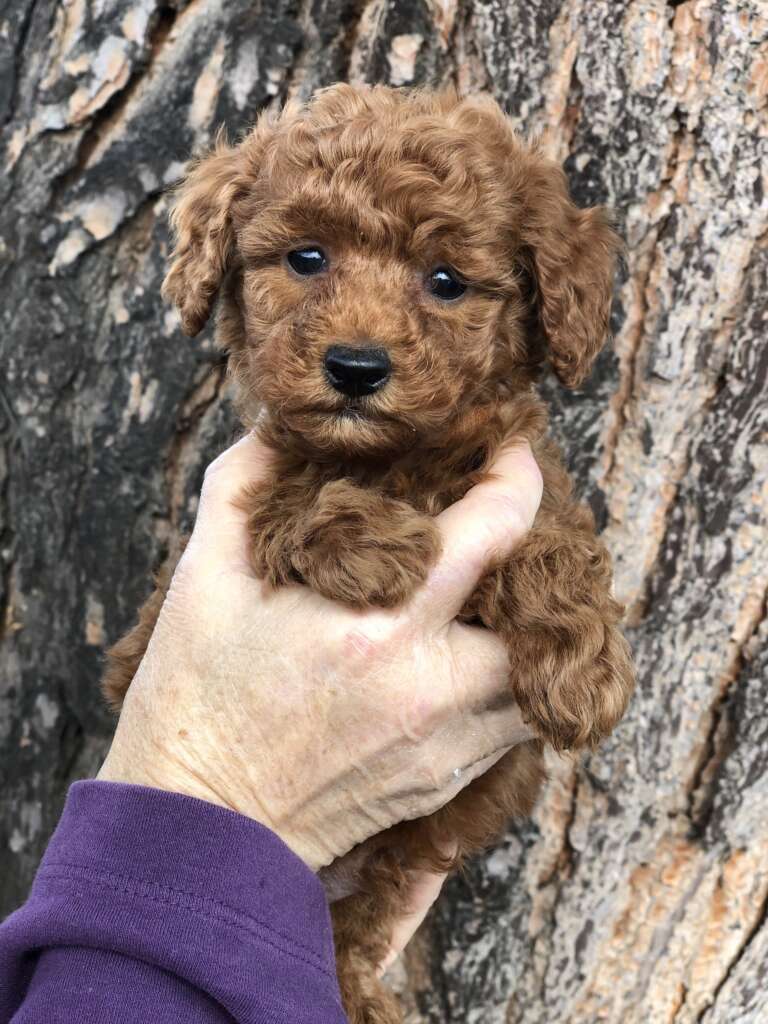 red toy poodles