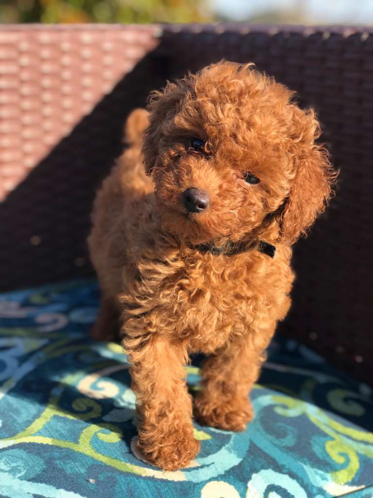 Mini Toy Poodle with Golden Brown Fur on a White Background Stock Photo -  Image of adorable, nose: 94222354