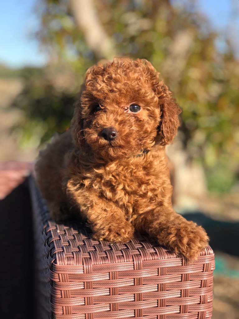 Mini toy red store poodle