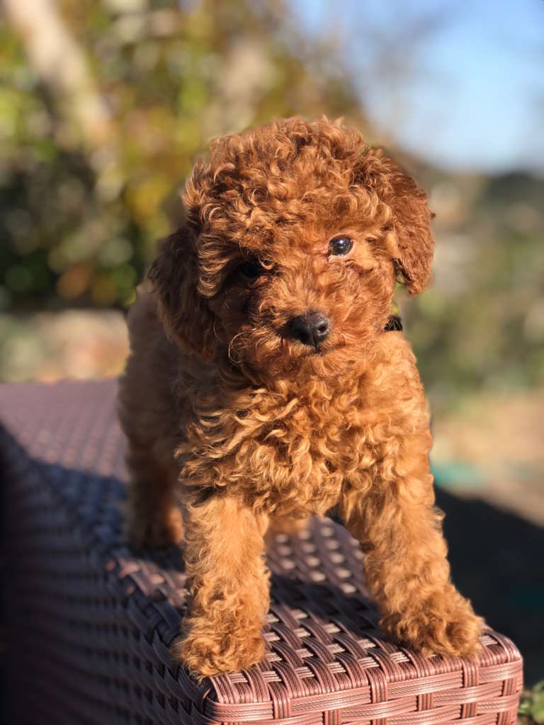 red haired poodle